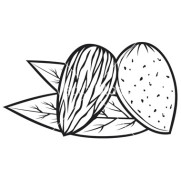 Almond Coloring Pages