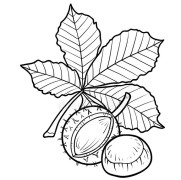 Chestnut Coloring Pages