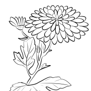 Chrysanthemum Coloring Pages