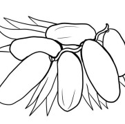 Dates Coloring Pages