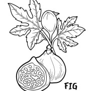 Fig Coloring Pages