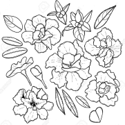 Gardenia Flower Coloring Pages