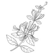 Honeysuckle Flower Coloring Pages