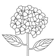 Hydrangeaceae Flower Coloring Pages