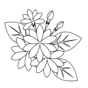 Jasmine Flower Coloring Pages