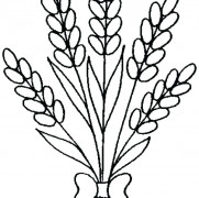 Lavender Flowers Coloring Pages