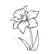 Narcissus Flower Coloring Pages