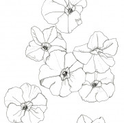 Petunia Flowers Coloring Pages