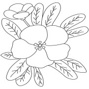Primrose Flower Coloring Pages