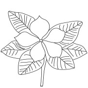 Rose Periwinkle Flower Coloring Pages