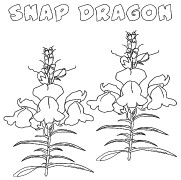 Snapdragon Flower Coloring Pages