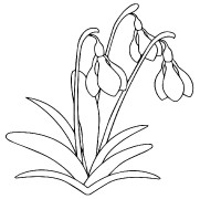 Snowdrops Flower Coloring Pages