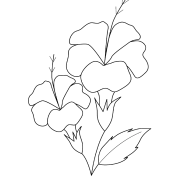 Tuberose Flower Coloring Pages