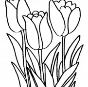 Tulips Flower Coloring Pages