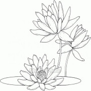 Water Lily Flower Coloring Pages